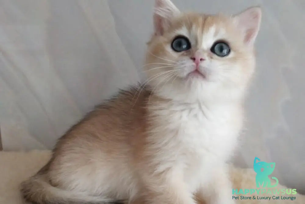 Bailey British Shorthair female black golden chinchilla - live animals