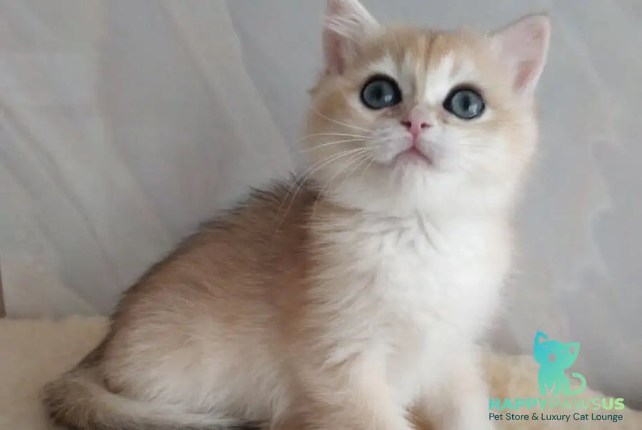 Bailey British Shorthair female black golden chinchilla - live animals