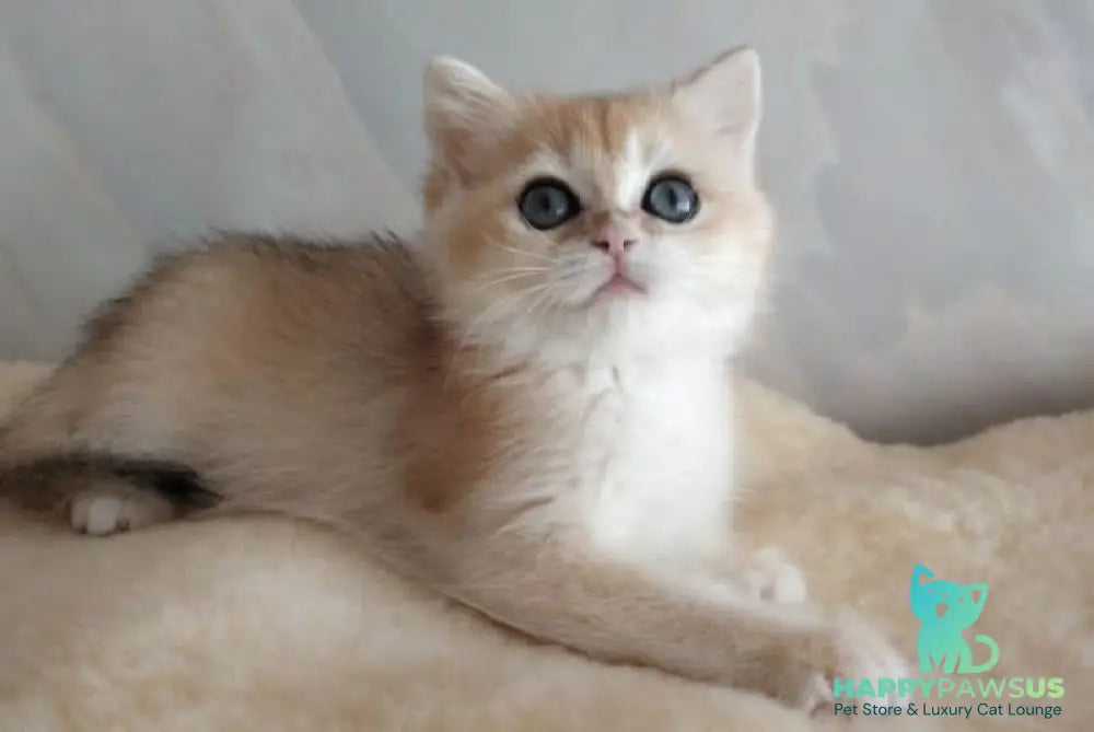 Bailey British Shorthair female black golden chinchilla - live animals