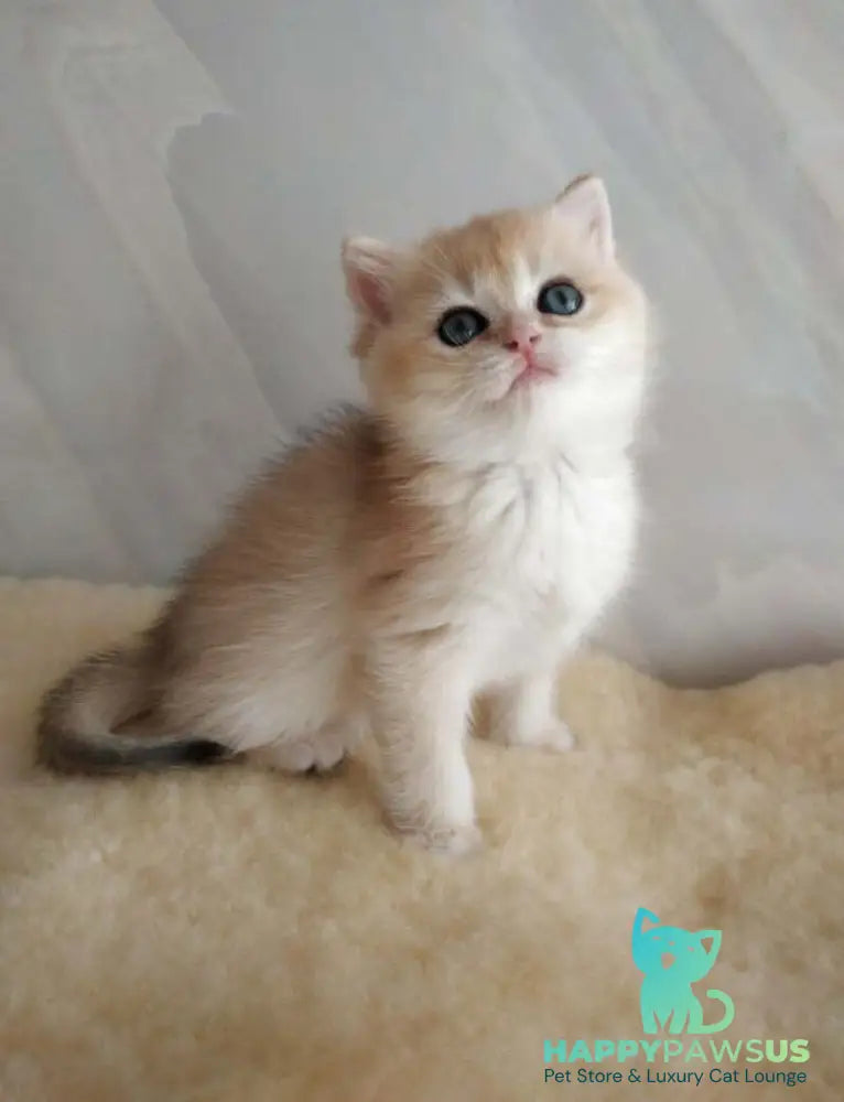 Bailey British Shorthair female black golden chinchilla - live animals