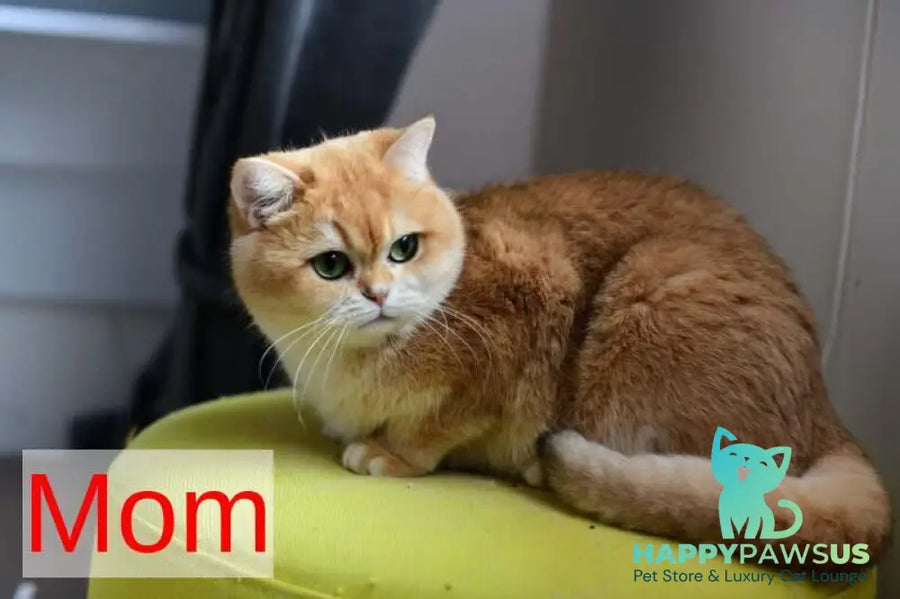 Bailey British Shorthair female black golden chinchilla - live animals