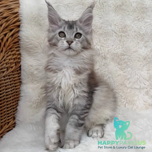 Bailey Maine Coon female black silver ticked tabby - live animals