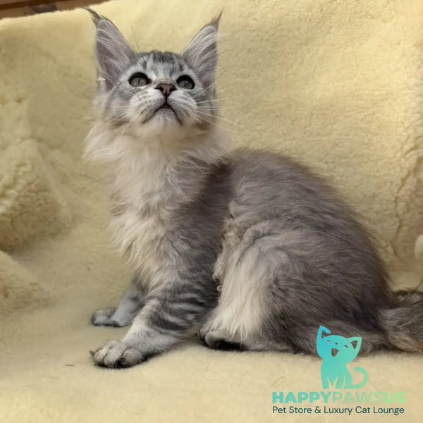Bailey Maine Coon female black silver ticked tabby - live animals
