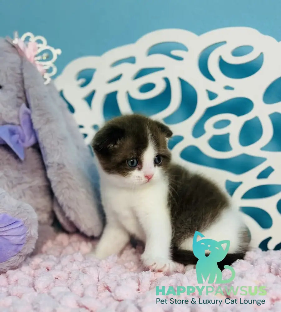 Bailey Scottish Fold male chocolate bicolour - live animals