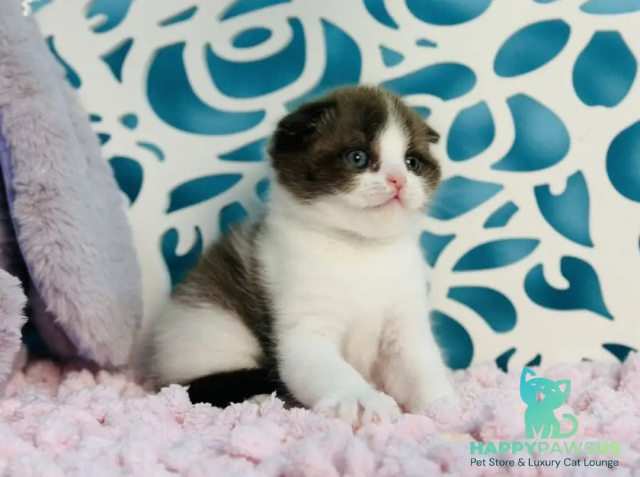 Bailey Scottish Fold male chocolate bicolour - live animals