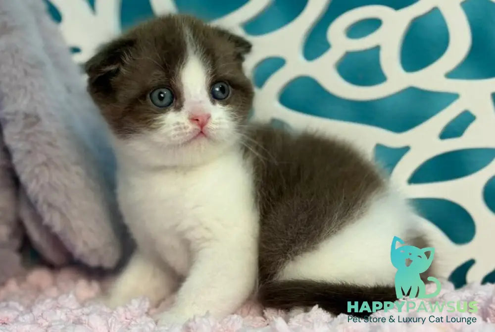 Bailey Scottish Fold male chocolate bicolour - live animals