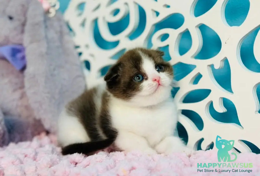 Bailey Scottish Fold male chocolate bicolour - live animals
