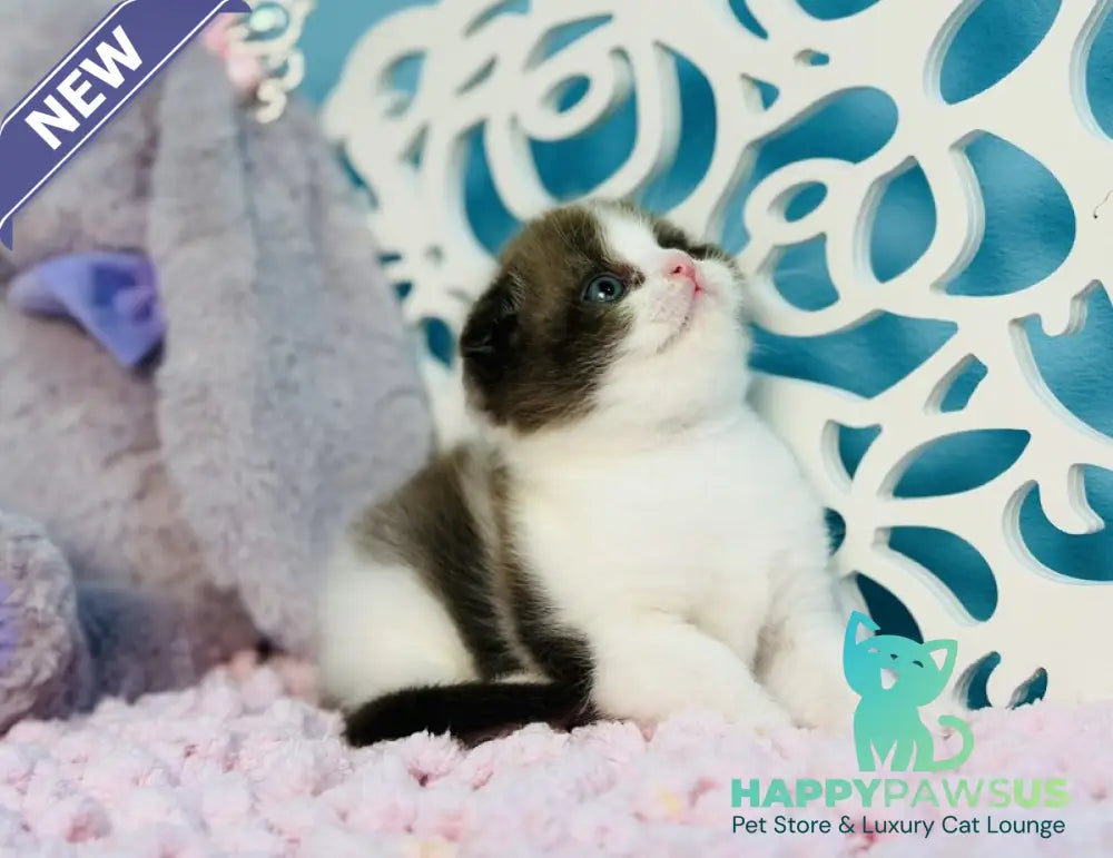 Bailey Scottish Fold male chocolate bicolour - live animals