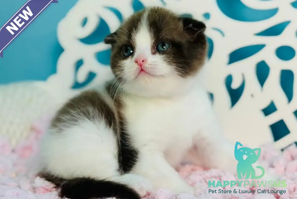 Bailey Scottish Fold male chocolate bicolour - live animals