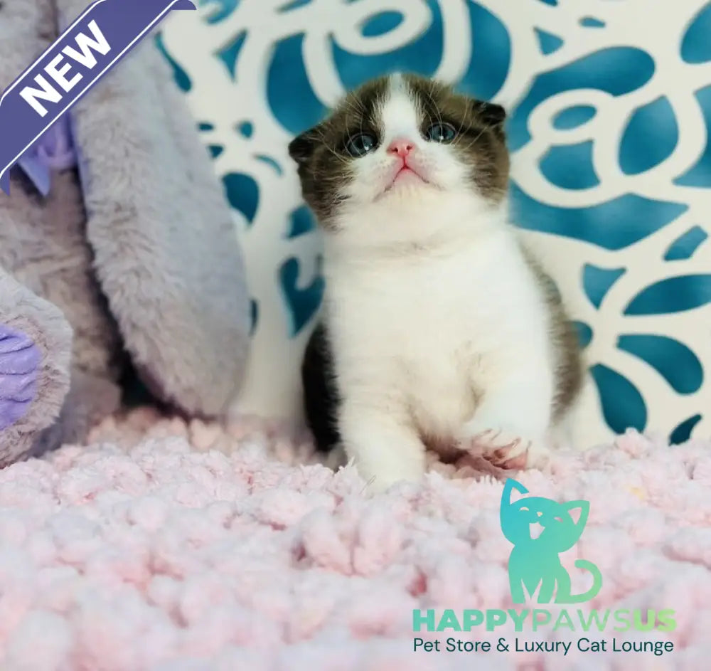 Bailey Scottish Fold male chocolate bicolour - live animals
