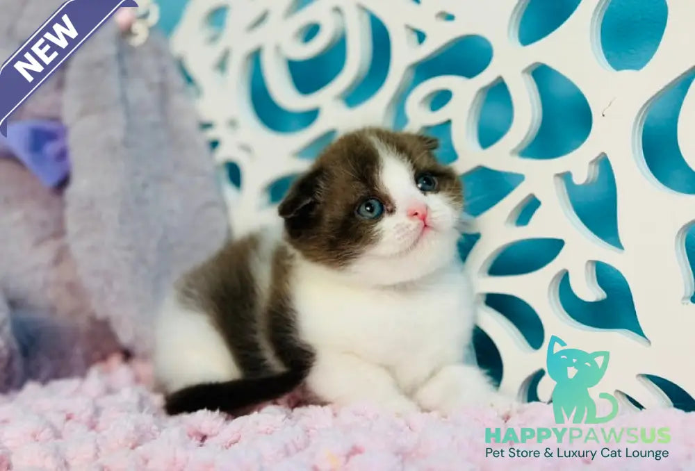 Bailey Scottish Fold male chocolate bicolour - live animals