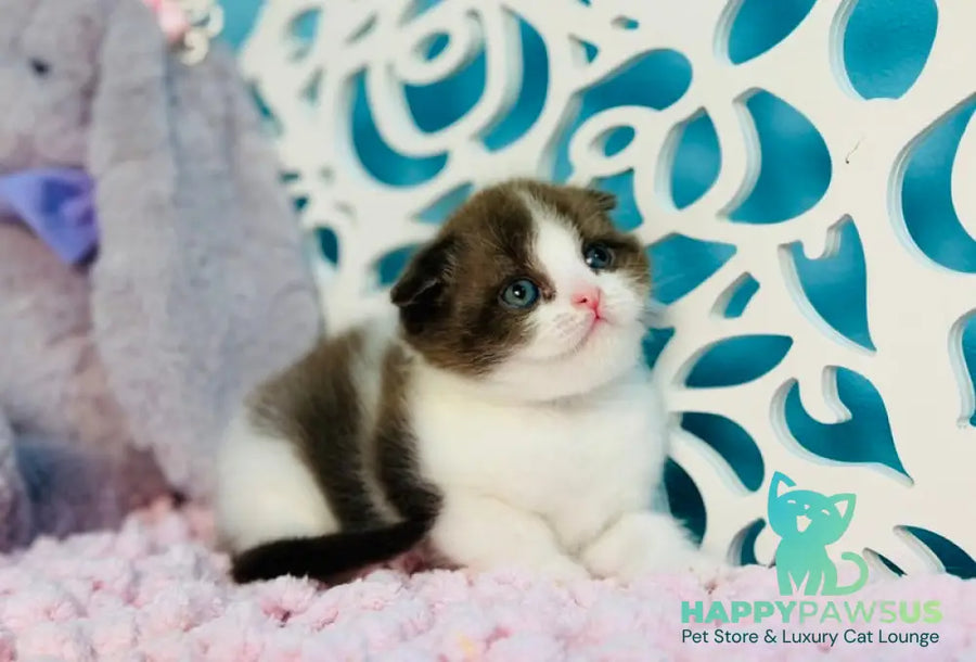 Bailey Scottish Fold male chocolate bicolour - live animals