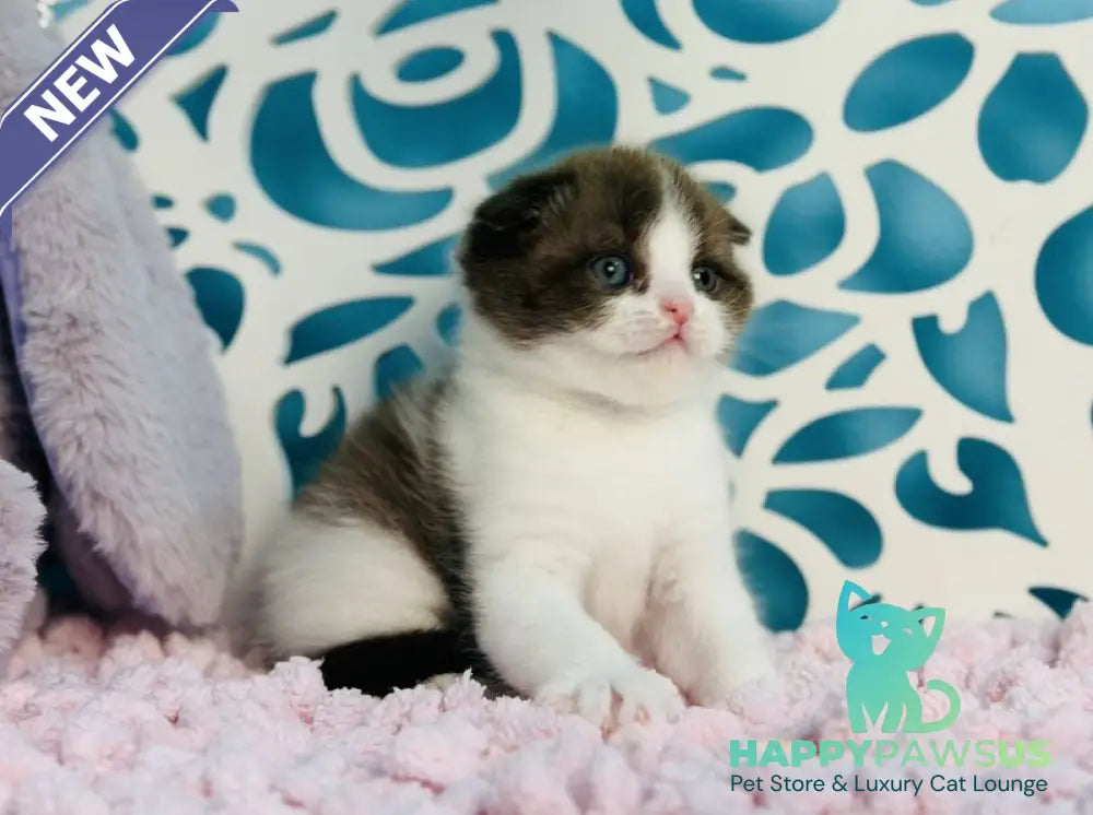 Bailey Scottish Fold male chocolate bicolour - live animals