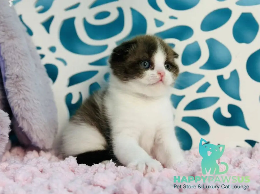 Bailey Scottish Fold male chocolate bicolour - live animals