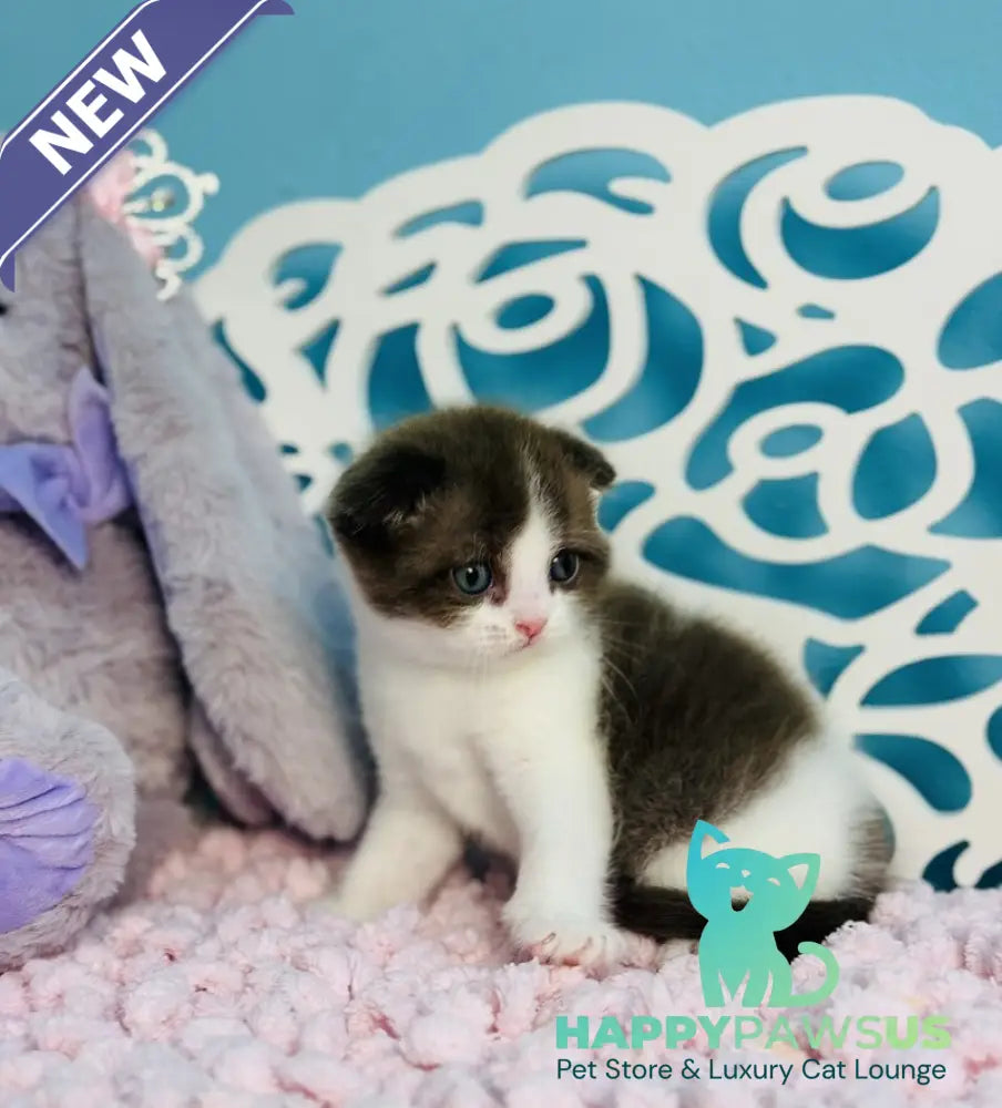 Bailey Scottish Fold male chocolate bicolour - live animals