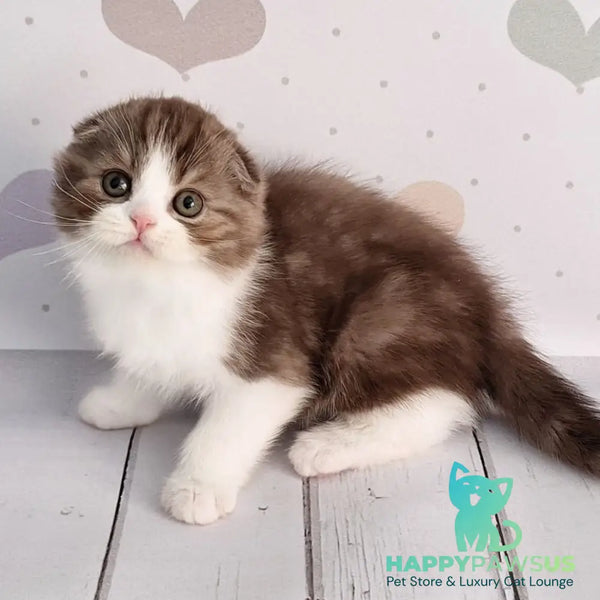 Baileys Scottish Fold male chocolate silver bicolour - live animals