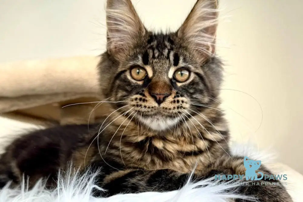 Baiun Maine Coon male black tabby live animals