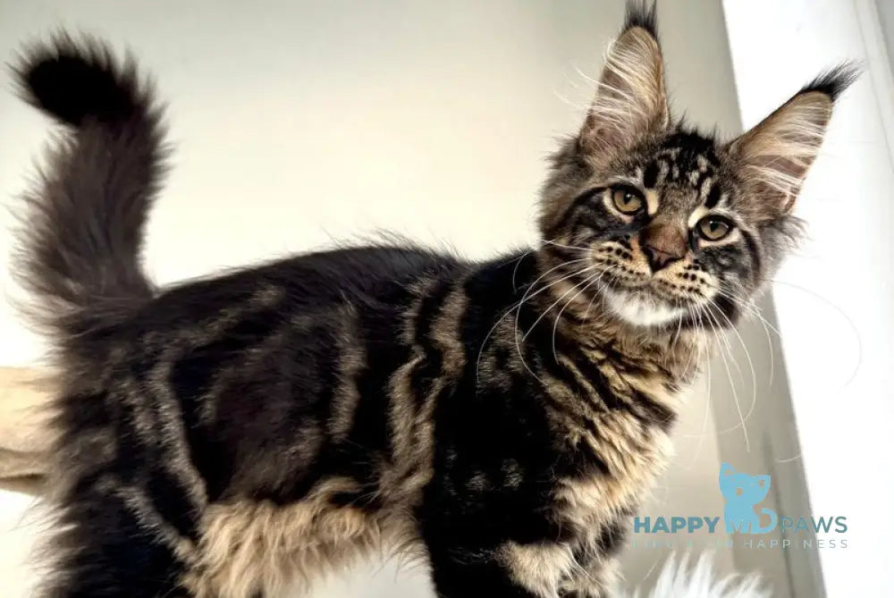 Baiun Maine Coon male black tabby live animals