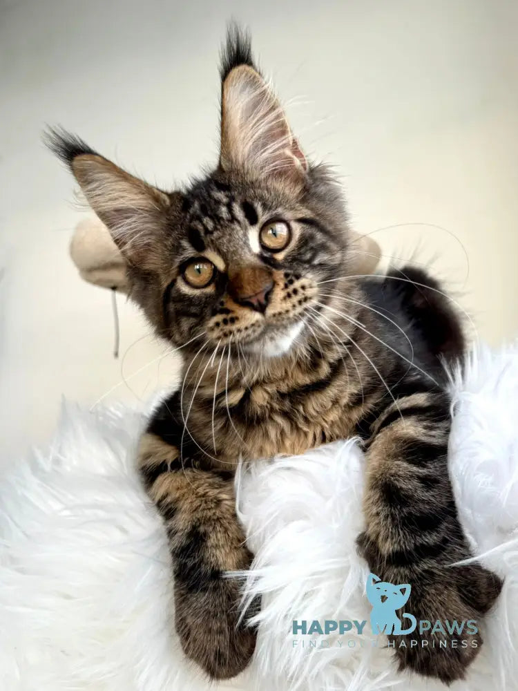 Baiun Maine Coon male black tabby live animals