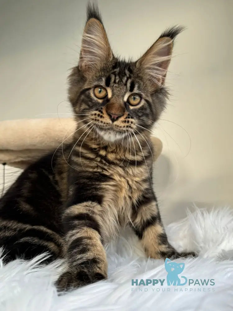 Baiun Maine Coon male black tabby live animals