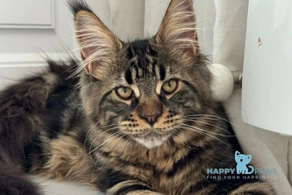 Bajun Maine Coon male black tabby live animals