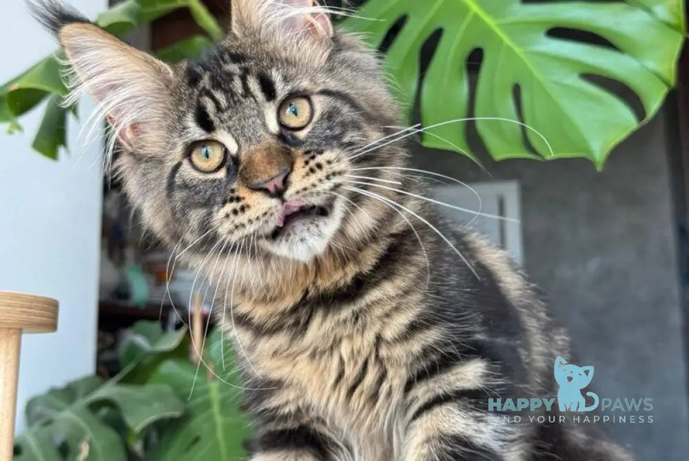 Bajun Maine Coon male black tabby live animals