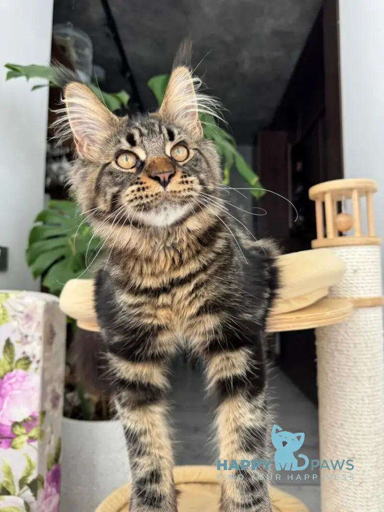 Bajun Maine Coon male black tabby live animals
