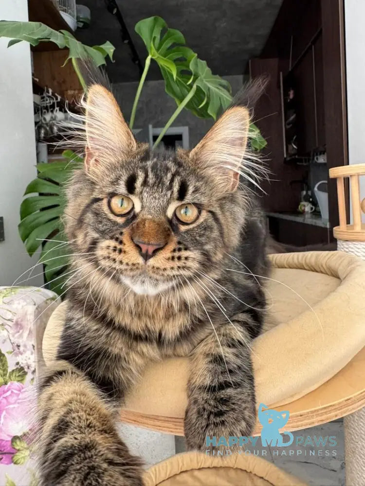 Bajun Maine Coon male black tabby live animals