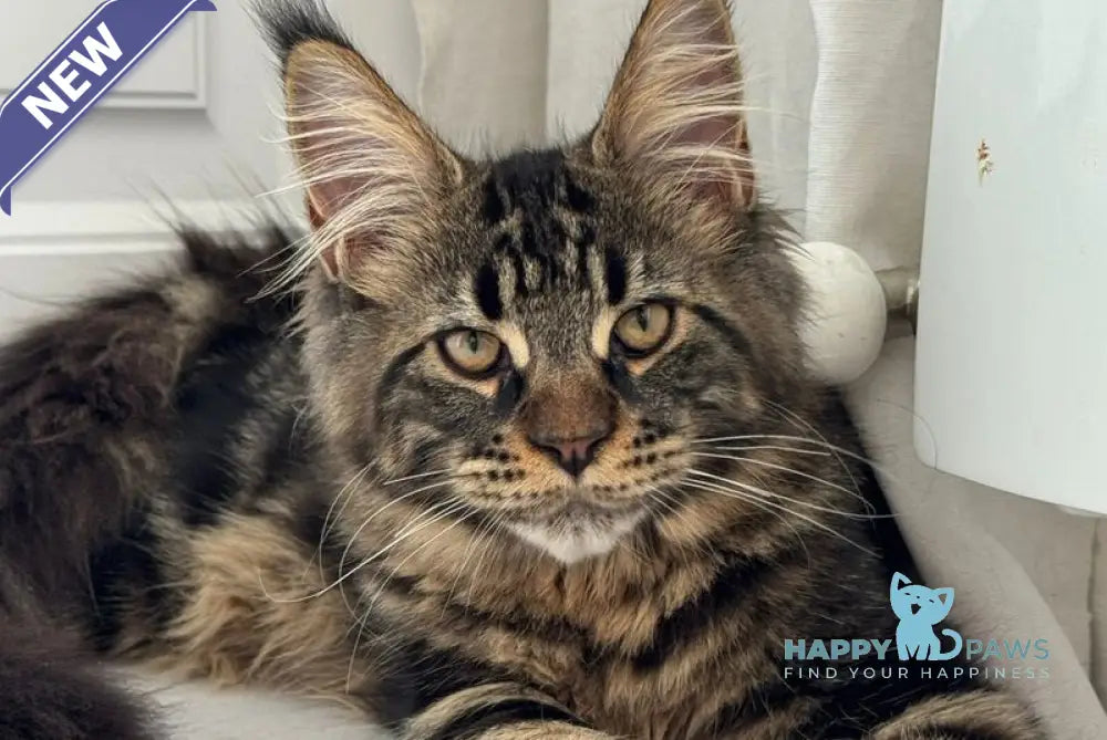 Bajun Maine Coon male black tabby live animals