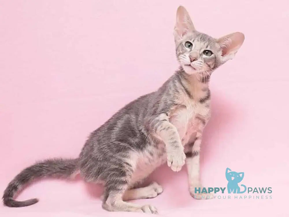 Bakaleya Oriental Shorthair female blue tabby live animals