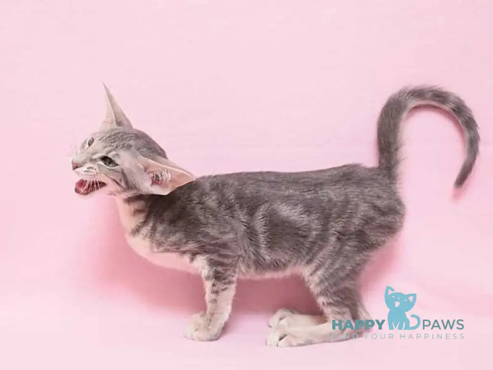 Bakaleya Oriental Shorthair female blue tabby live animals