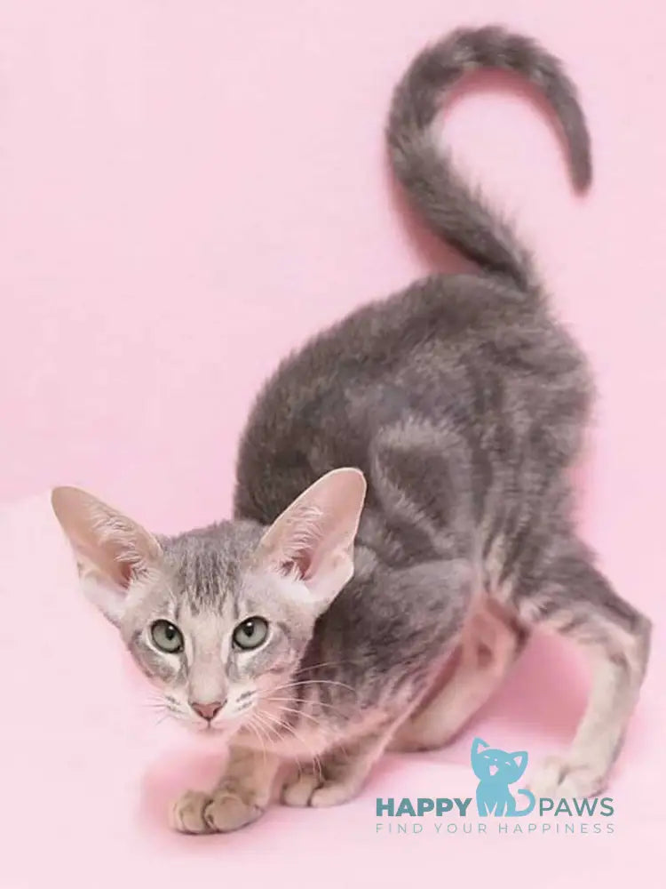 Bakaleya Oriental Shorthair female blue tabby live animals