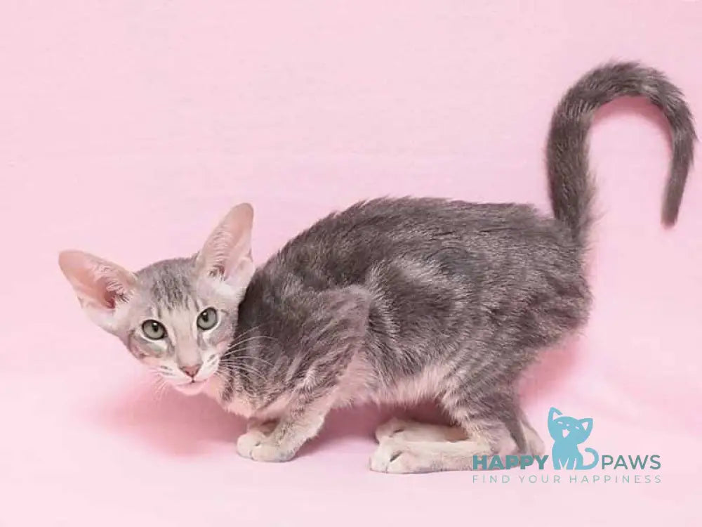 Bakaleya Oriental Shorthair female blue tabby live animals