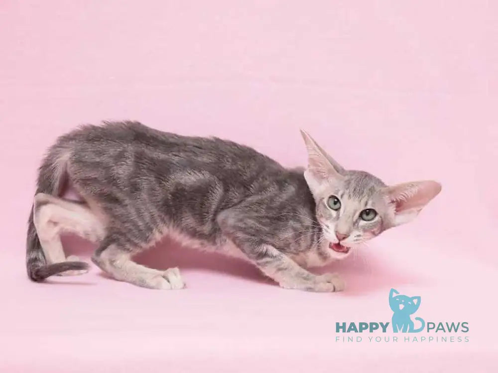 Bakaleya Oriental Shorthair female blue tabby live animals