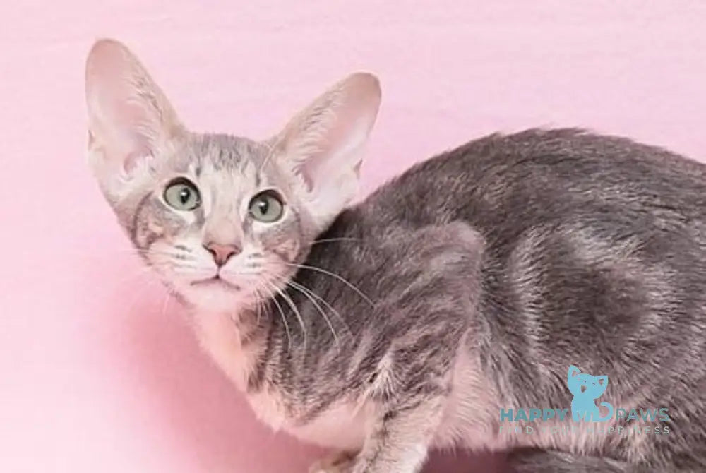Bakaleya Oriental Shorthair female blue tabby live animals