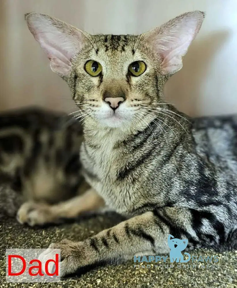 Bakaleya Oriental Shorthair female blue tabby live animals
