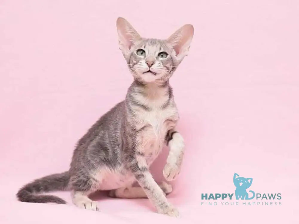 Bakaleya Oriental Shorthair female blue tabby live animals