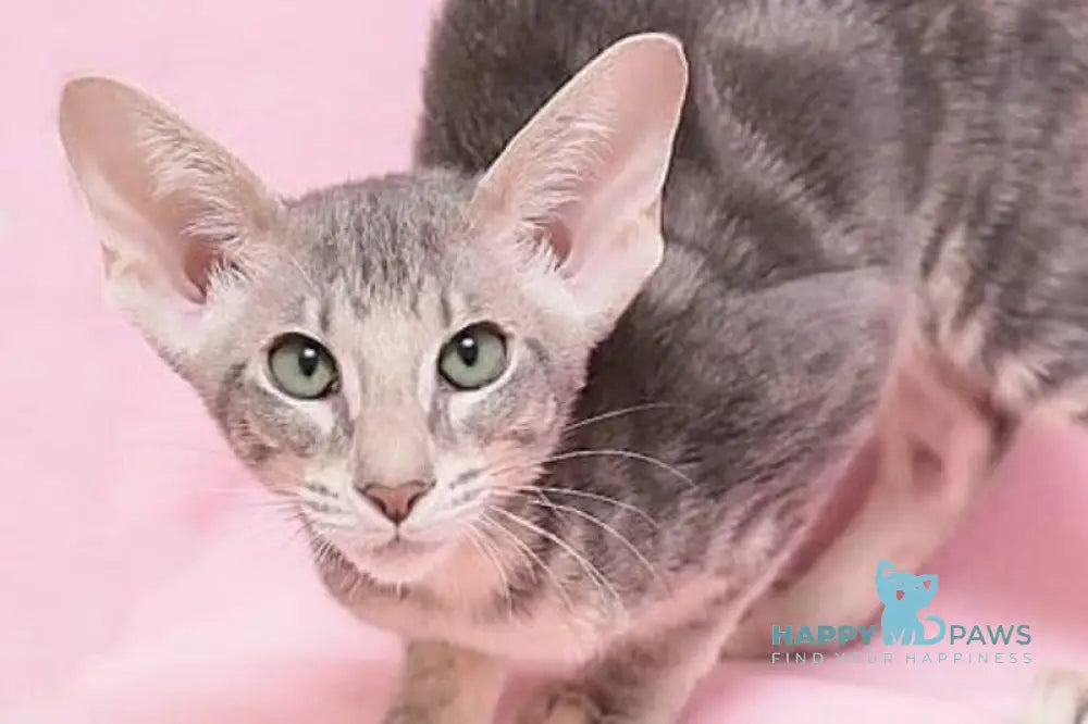 Bakaleya Oriental Shorthair female blue tabby live animals