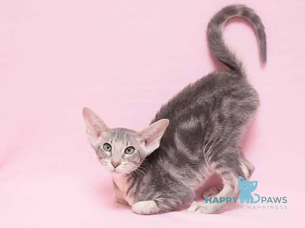 Bakaleya Oriental Shorthair female blue tabby live animals
