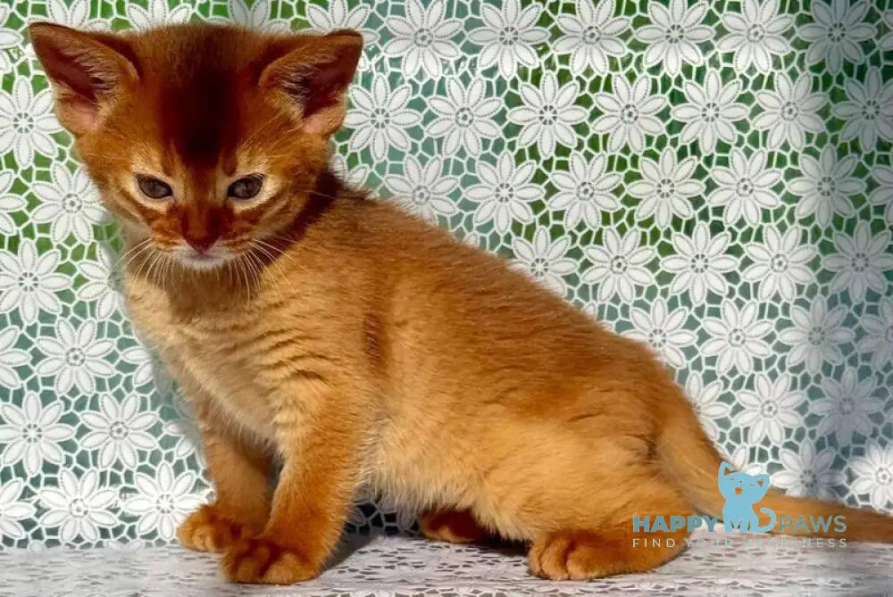 Bakara Abyssinian female sorrel - live animals