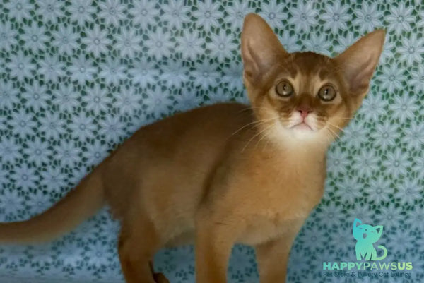 Bakara Abyssinian female sorrel - live animals