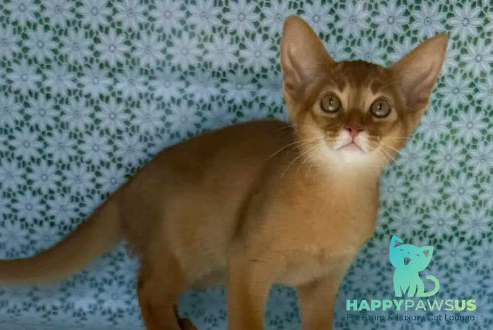 Bakara Abyssinian female sorrel - live animals