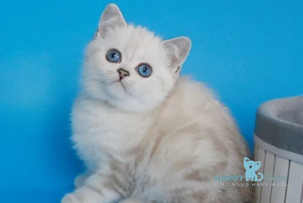 Bakara British Shorthair female black silver tabby pointed live animals