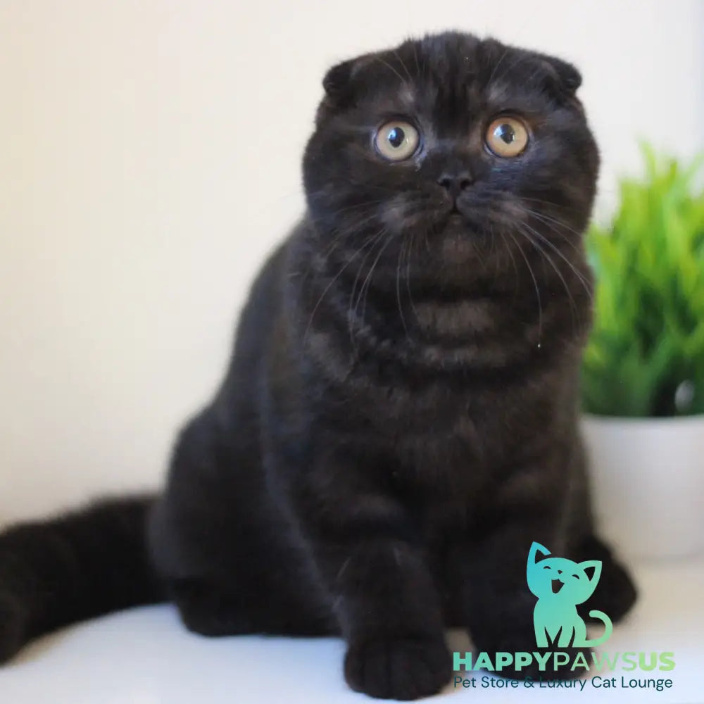 Bakardi Scottish Fold female black - live animals