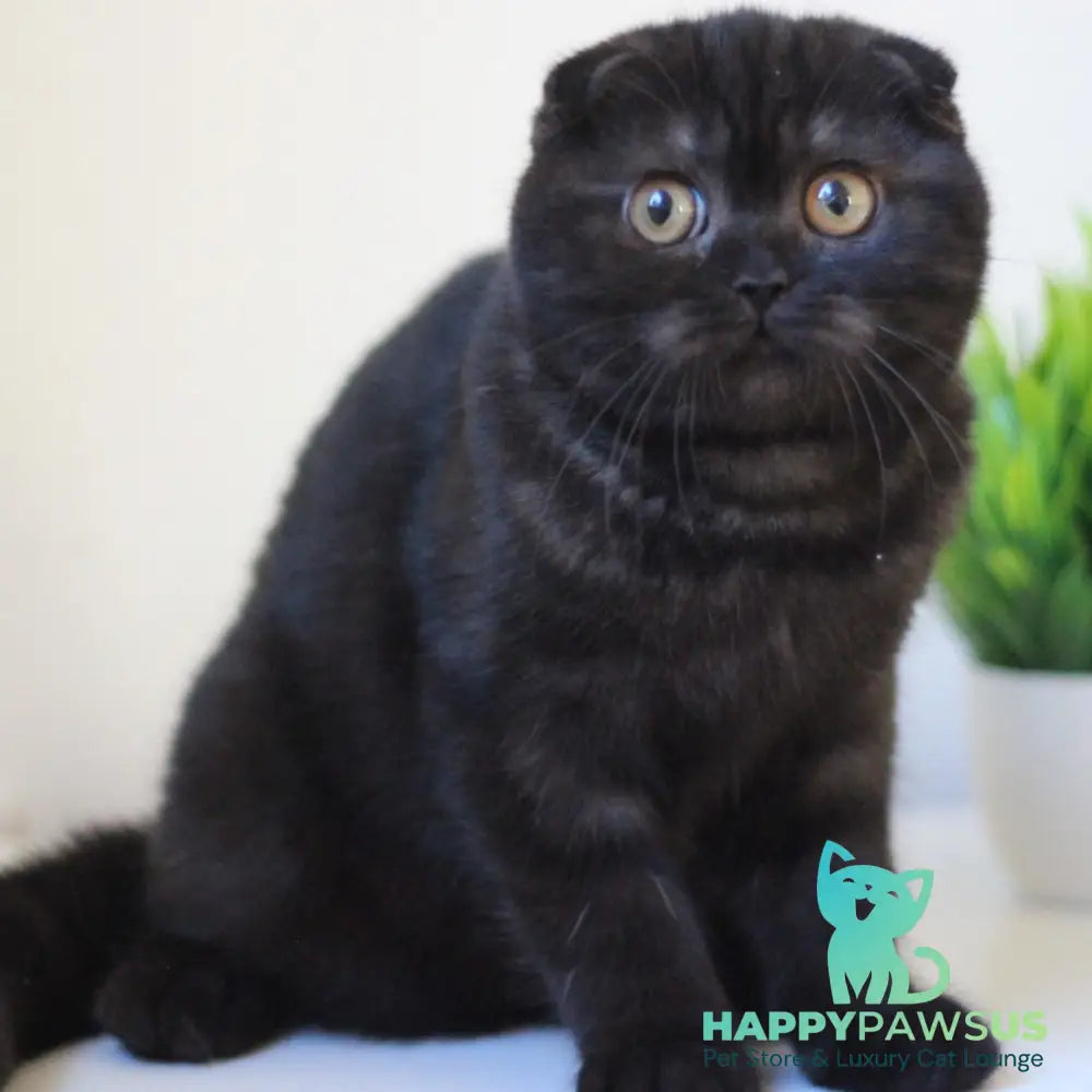 Bakardi Scottish Fold female black - live animals
