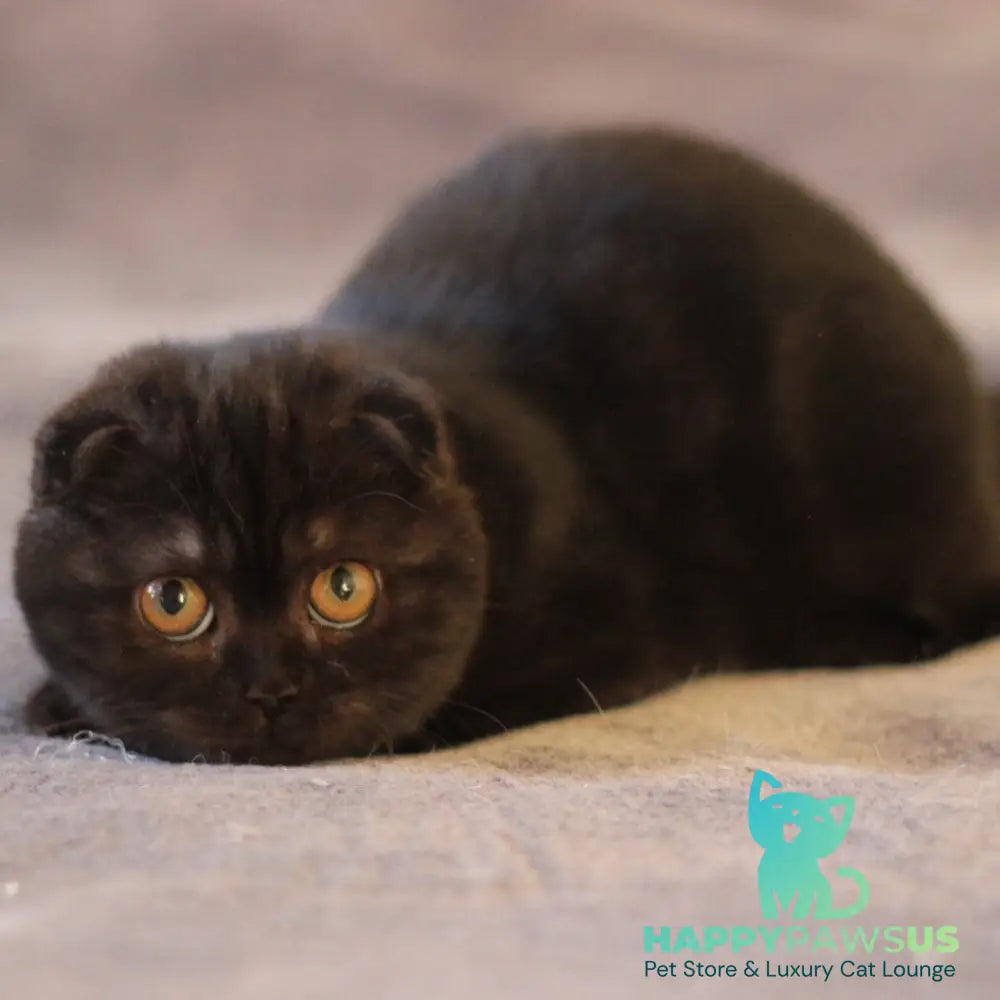 Bakardi Scottish Fold female black - live animals