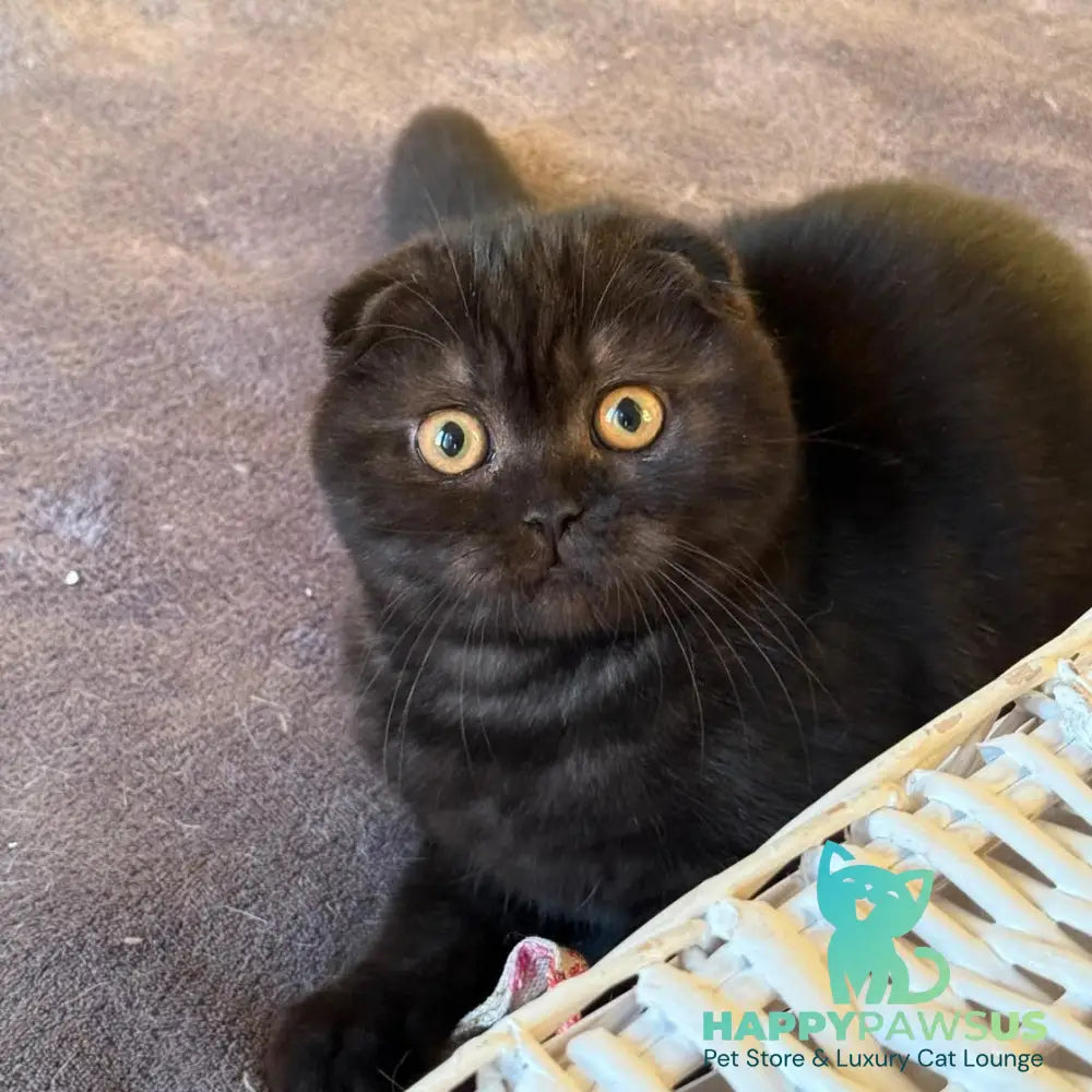 Bakardi Scottish Fold female black - live animals