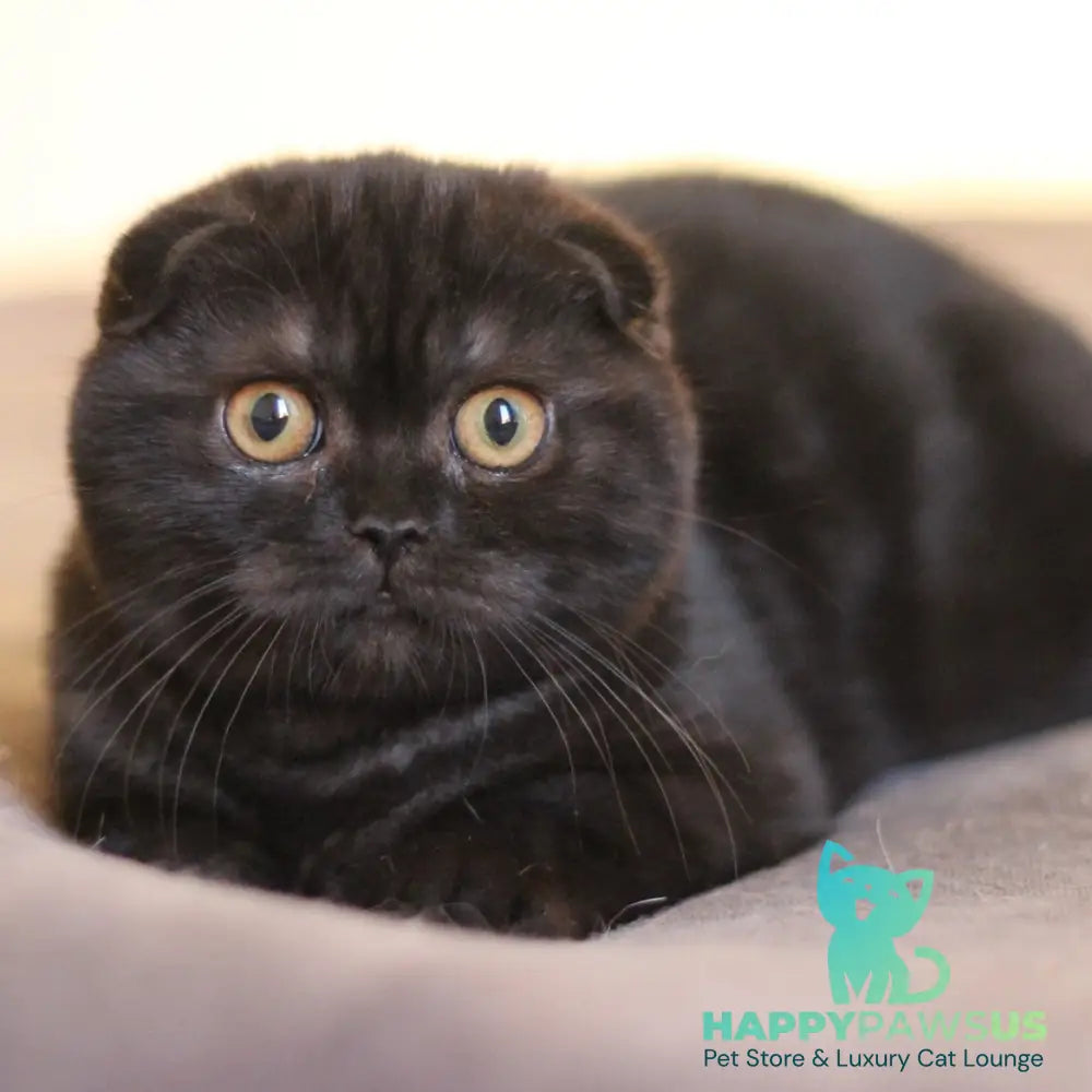 Bakardi Scottish Fold female black - live animals
