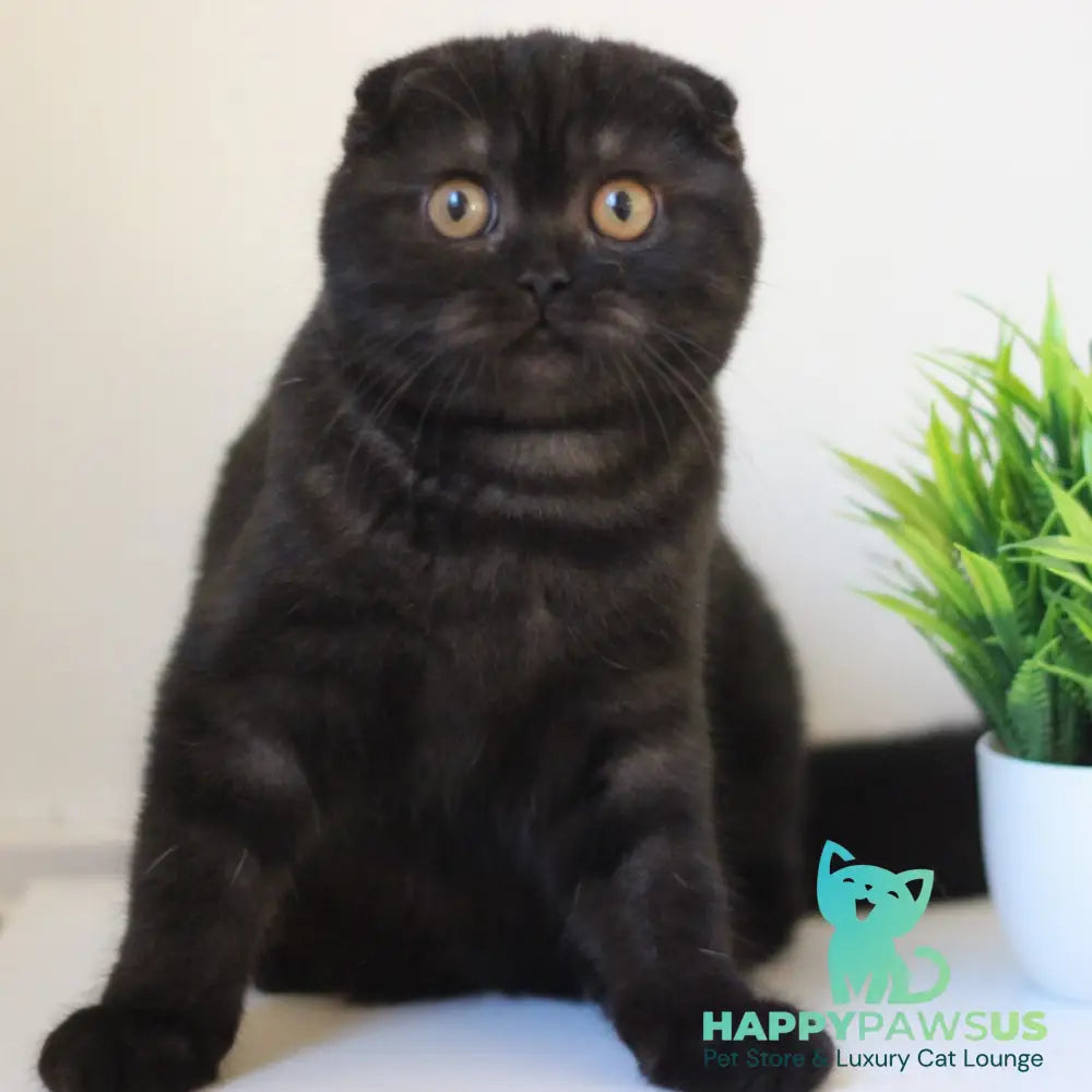 Bakardi Scottish Fold female black - live animals
