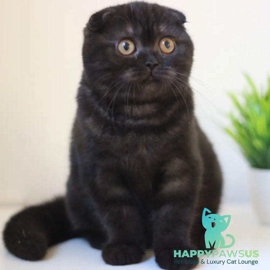 Bakardi Scottish Fold female black - live animals